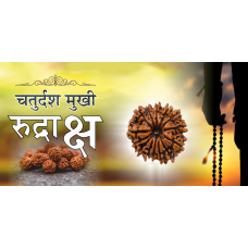 14 Mukhi Rudraksh (1.0)